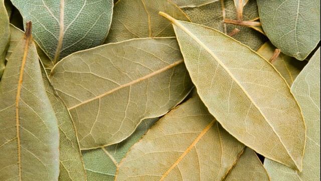Магические свойства лаврового листа