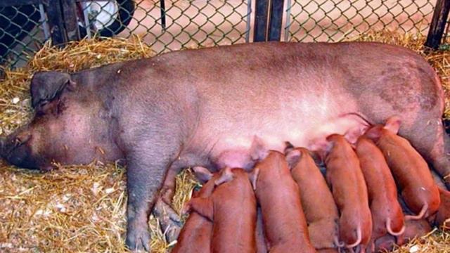 Домашние животные и птицы