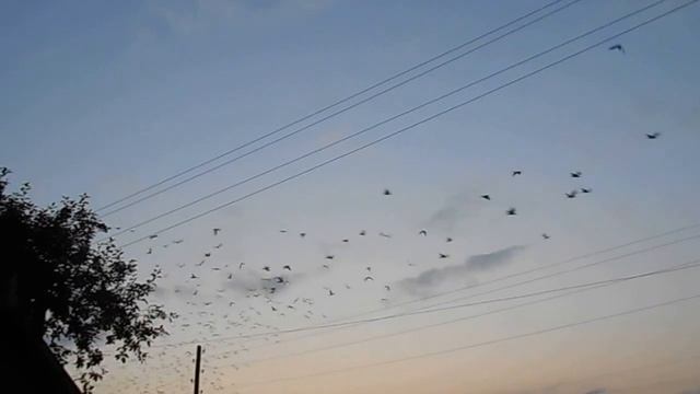 1. Красота... Птички ищут ночлег. смотреть онлайн