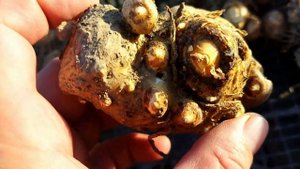 Каллы осенью