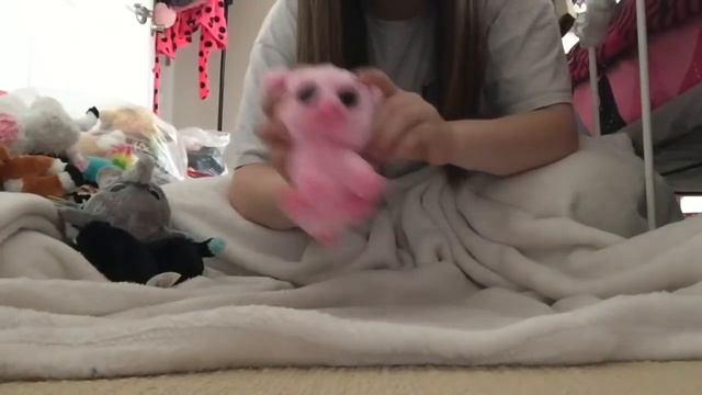 HUGE Beanie Boo Collection!