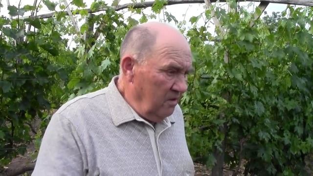 Как правильно удобрять и подкармливать виноград? смотреть онлайн