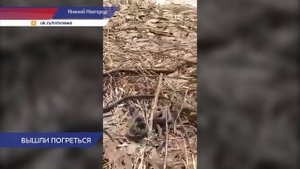 В Нижегородской области начали просыпаться первые гадюки