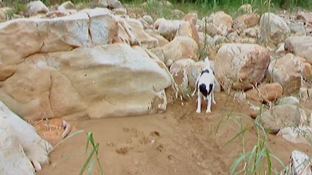 小白狗 (Lucky)埔里玉門關快樂玩砂︱Fujifilm S602 拍攝︱舊影片回顧 смотреть онлайн