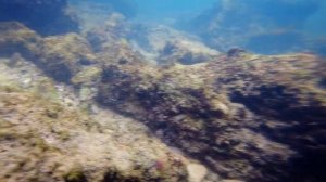 Рыба зеленушка (рулена) в Чёрном море.