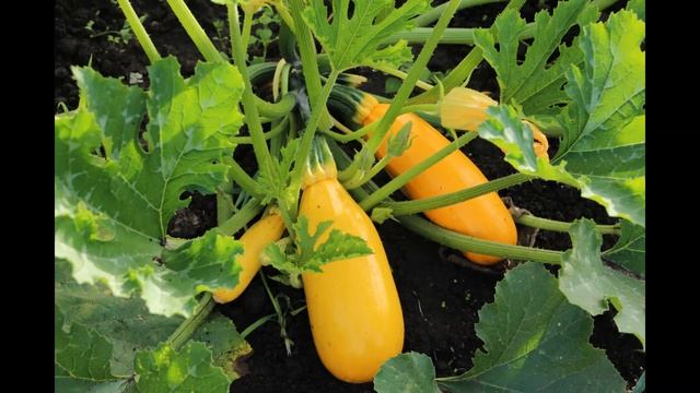 Гном Гномыч и Изюмка. Главы из книги. смотреть онлайн