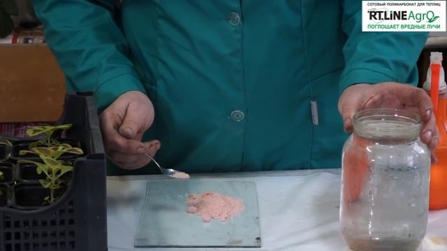 Внекорневая подкормка растений колеуса. Колеус - выращивание.