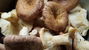 Как  СОЛИТЬ ВОЛНУШКИ горячим способом. Простой и очень вкусный рецепт.