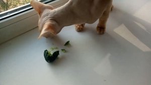 КОТ СФИНКС ЕСТ ОГУРЕЦ )))