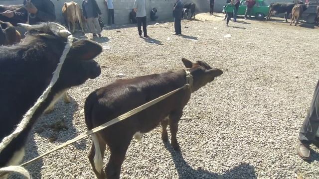 02.05.2023г шахрихон сешанба чужа мол бозори орзонларидан хамасидан бор