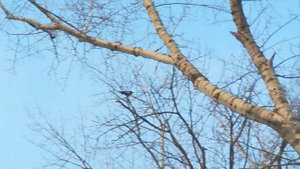 ворона лает как собака