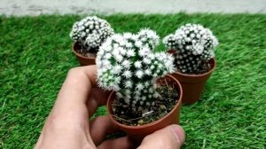 Маммиллярия грацилиц, советы по уходу.