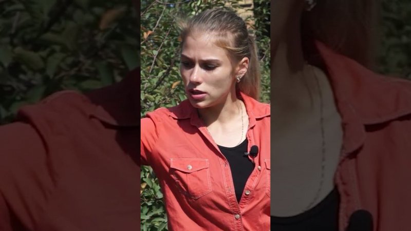 Плодовые деревья в сентябре  #хитсад