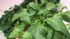 Лучшего состава для ускорения роста петунии НЕ существует