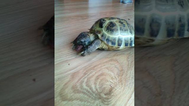 Купили черепаху! смотреть онлайн