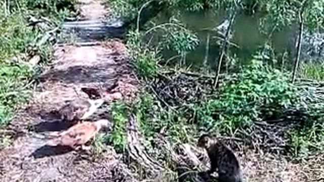 Куры и утки на даче смотреть онлайн