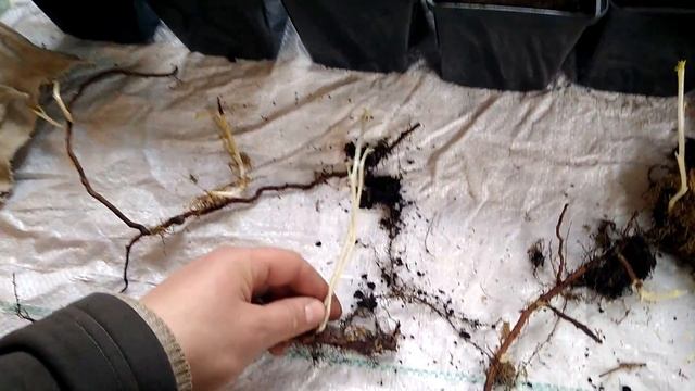 Черенкование малины смотреть онлайн