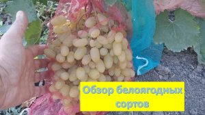 Белоягодные сорта винограда. Преображение, Гелиодор, Агидель, Артек, Бажена