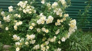 Роза Elizabeth Oberle