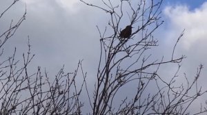 Река Томь и весна в Юрге. Зарисовки.