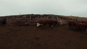 Бычки герефорды уехали к новому покупателю/Hereford bulls have gone to a new buyer