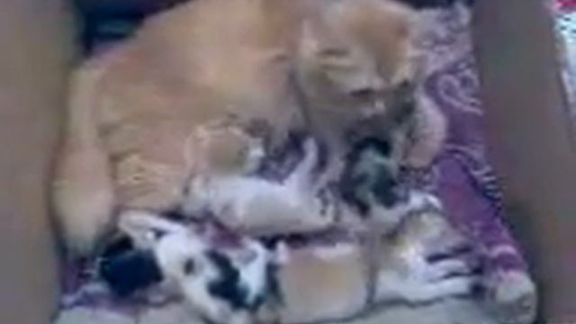 Persian kittens смотреть онлайн