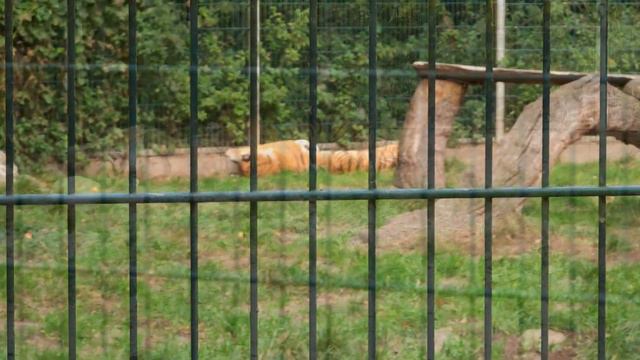 Зоопарк в Ströhe 🇩🇪 🐘🦓🦩. В таком зоопарке, мы ещё ни разу не были. смотреть онлайн