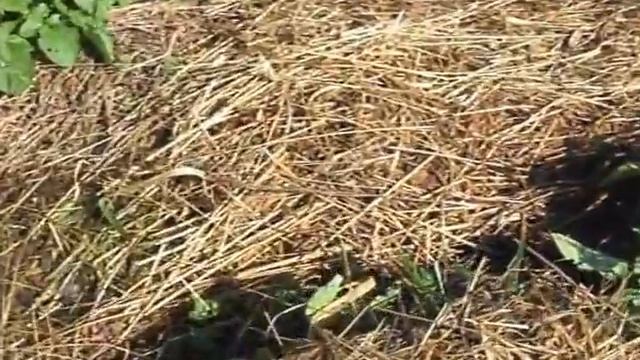 Веерное окучивание картофеля 20.06.2016 смотреть онлайн