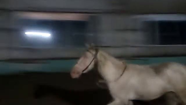 Кристалл , башкирский жеребец 2 г , работа на свободе ,первый раз в уздечке. Принятие железа во рту смотреть онлайн