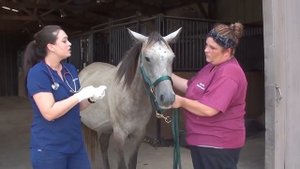 СПАСЛИ БЕРЕМЕННУЮ ЛОШАДЬ (Её хотели продать на убой) Ветеринарное ранчо на русском