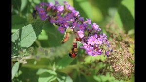 Hummingbird Moth In Butterfly Bush