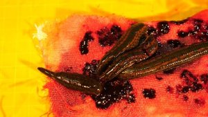 ЧТО ЕСЛИ  к ГОЛОДНЫМ ПИЯВКАМ ПОЛОЖИТЬ ПАКЕТ с КРОВЬЮ?