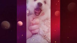 Померанский шпиц зевает/Pomeranian yawns