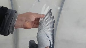 Голуби Турецкая Такла.Turkish Takla