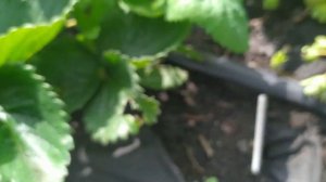 Обзор плодоношения клубники Лючия Олимпия Аллегро