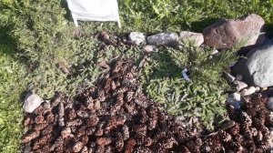 Мульча из молодых побегов ели и сосны