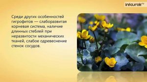 40. Характеристика основных экологических групп растений. Растительные сообщества