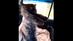 Бэтси - Маленькие Котики. Видеомонтаж Ирина Роззе.