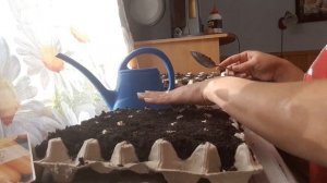 ПОСЕВ МОРКОВИ ПОД ЗИМУ САМЫМ ЛЕГКИМ СПОСОБОМ