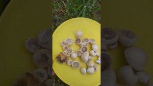 Как вырастить #грибы на своем участке. #Мицелий