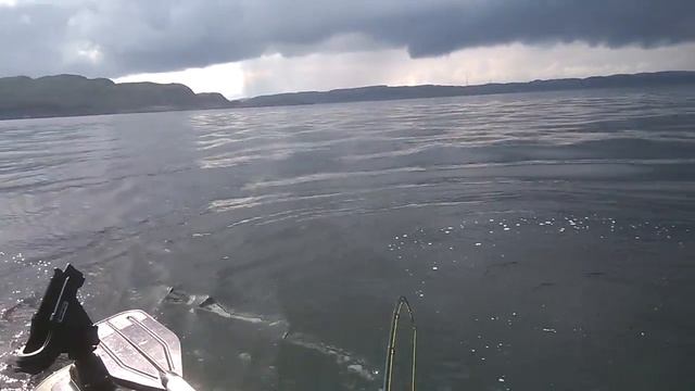 дельфин, Баренцево море и пвх лодка Ботмастер 250Т