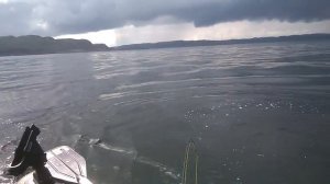 дельфин, Баренцево море и пвх лодка Ботмастер 250Т