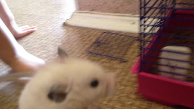 Диана и Ева Хомяк Боб, его друг миньон Стюарт смотреть онлайн