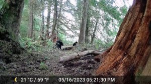 Blaze Trail Camera video footage of Mama Bear with Cubs.