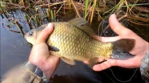 КАРАСИ ЛАПТИ. Рыбалка на поплавок