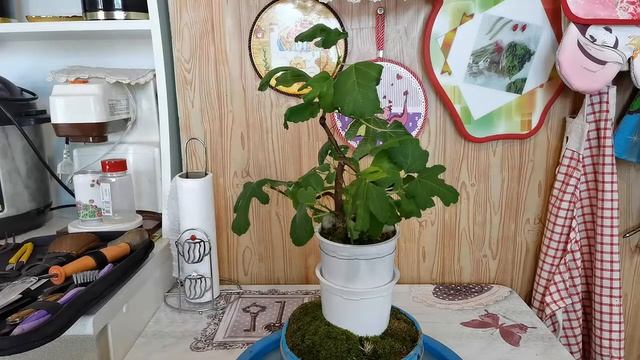 Бонсай на камне из ИНЖИРА,Инжи́р,Фи́га,Фи́говое де́рево,Смоко́вница Fícus cárica формировка 3 часть смотреть онлайн