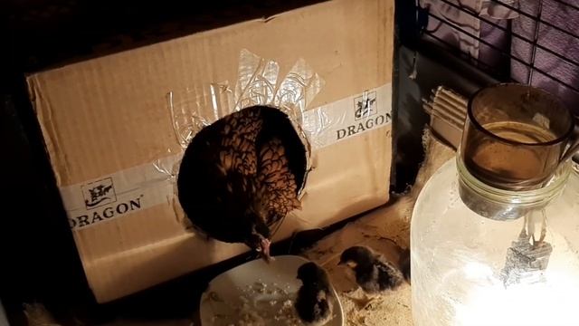 Свершилось чудо!!! Курочка Сибрайт, вывела цыплят!!! смотреть онлайн