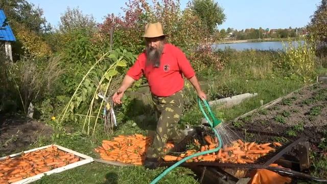 Морковная ботва тоже ценный продукт
