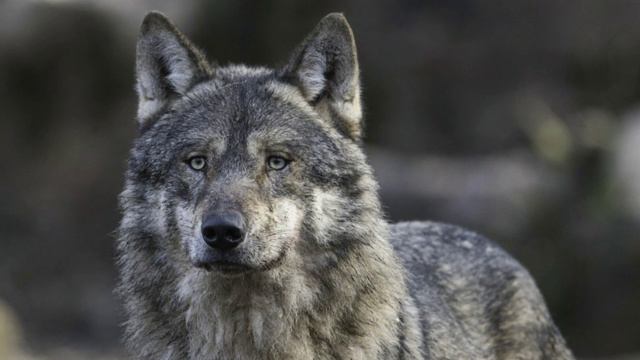 ОНИ ВЫБИРАЮТ ОДНОГО ПАРТНЁРА НА ВСЮ ЖИЗНЬ И НЕ ПОДДАЮТСЯ ДРЕССИРОВКЕ. ВОЛКИ. СТАЯ. ИЕРАРХИЯ. ПРЕДКИ смотреть онлайн