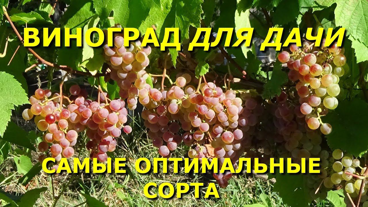 КАКОЙ ВИНОГРАД ПОСАДИТЬ НА ДАЧЕ? смотреть онлайн
